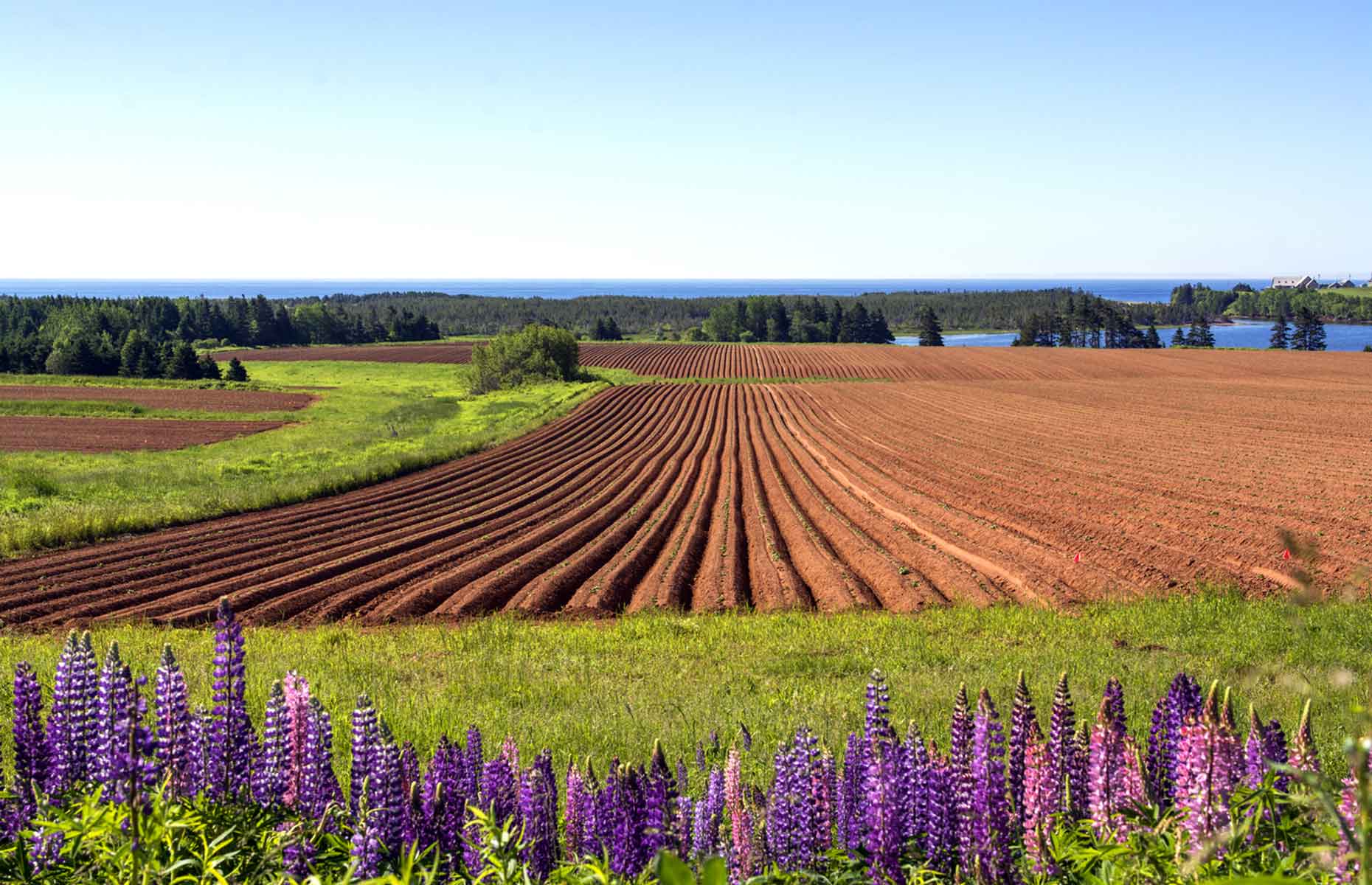 A guide to Prince Edward Island Canada's foodobsessed province A guide to Prince Edward Island Canada's foodobsessed province
